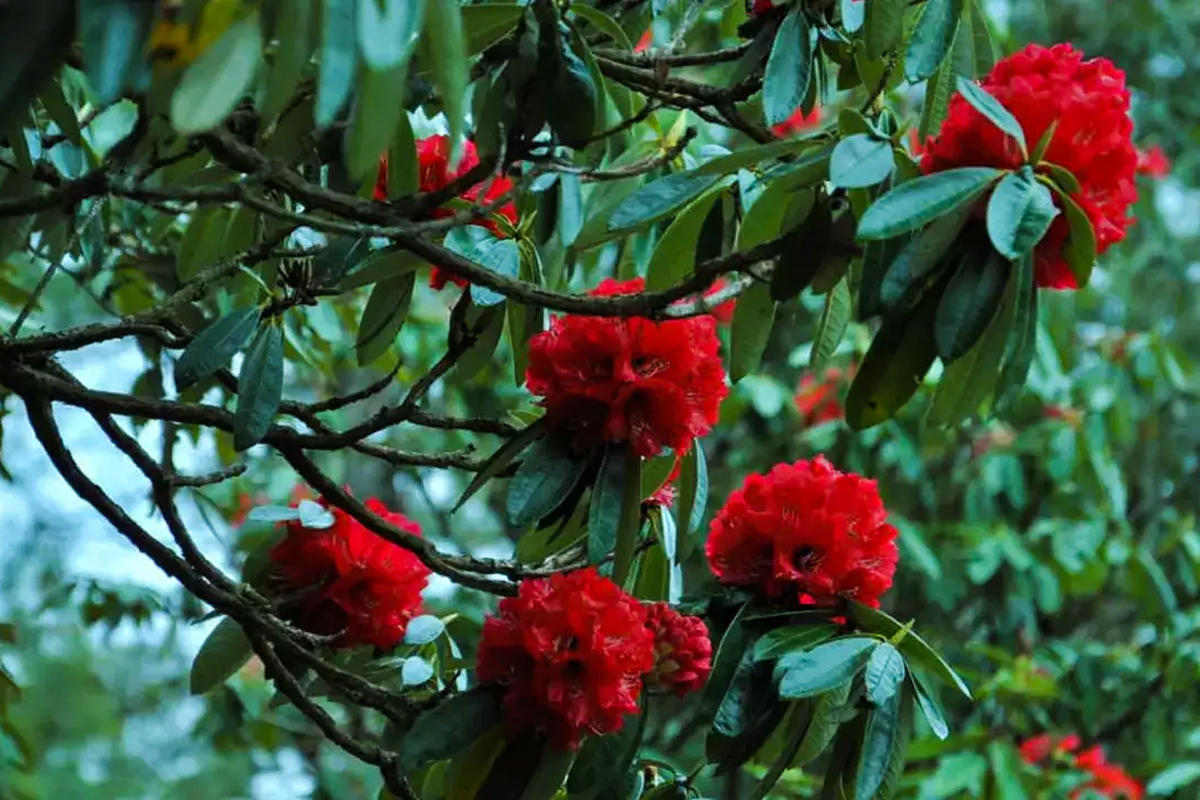 Rhododendron Flower in Bhutan